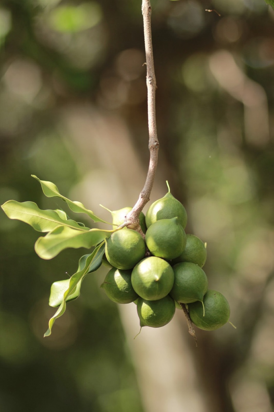 Macadamias en el árbol, finca en Guatemala